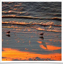 Shore Birds - Wading